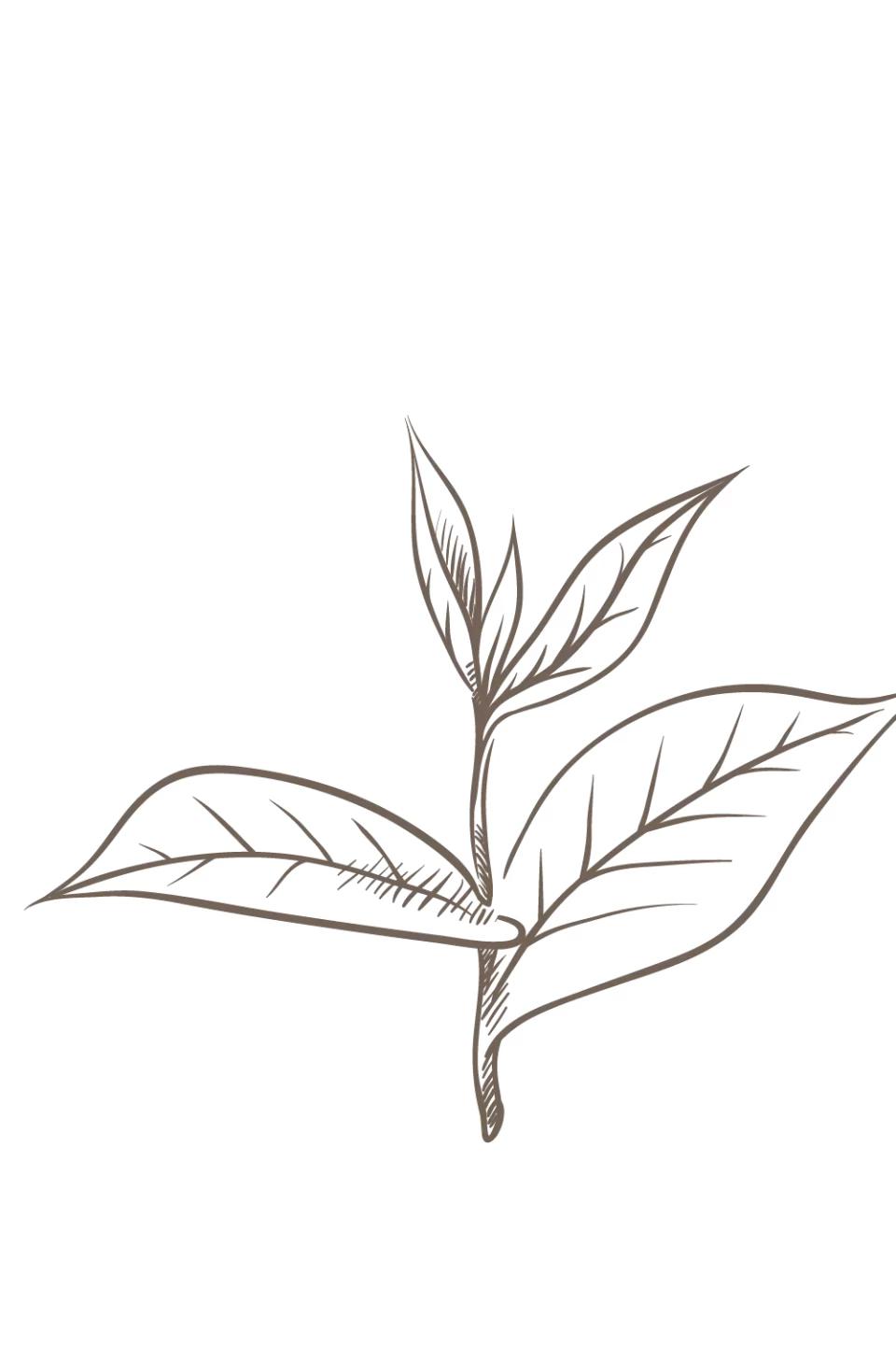 金秀野生红茶与牛奶的浪漫融合,一杯完美的奇遇体验