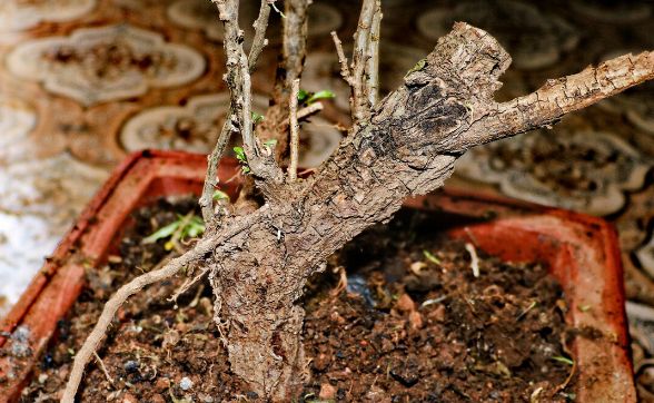 枸杞倒栽法根部向上栽植法容易成活可以形成奇形异状