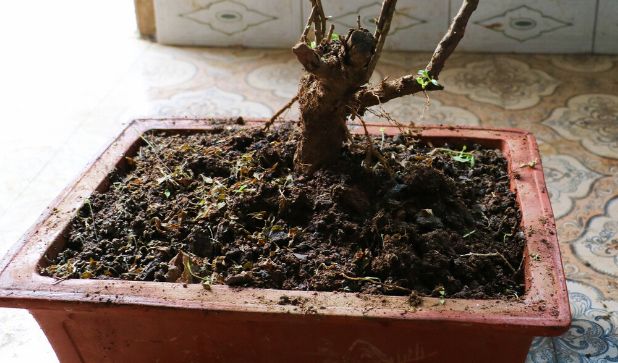 枸杞倒栽法根部向上栽植法容易成活可以形成奇形异状