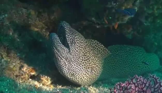 请勿直接触碰裸胸鳝_新浪新闻