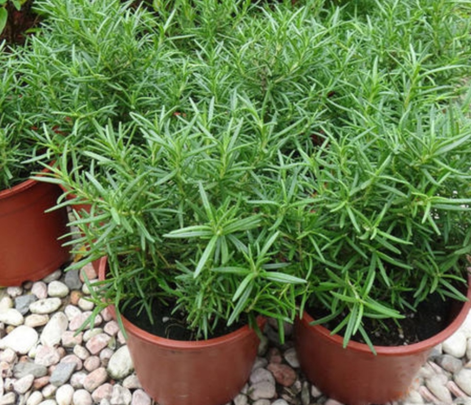 蚊子太多,家里养上5种"驱蚊植物",蚊子不敢靠近!|蚊子|驱蚊|植株_新浪