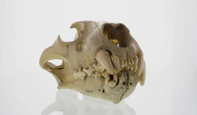 动物学家布鲁斯·帕特森(bruce patterson)对两头食人狮的头骨进行