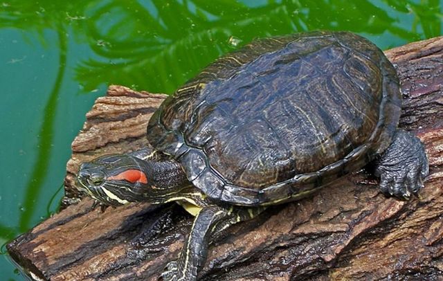 红耳龟应该怎么养它们吃什么