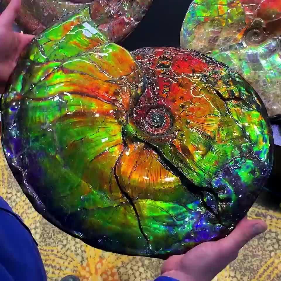 曾在图森展上出现的斑彩菊石