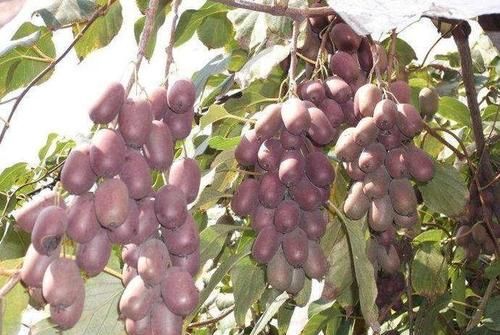 家里院子别光养月季花,种上3棵果树,添子添福,还能随手摘果子休闲区蓝鸢梦想 - Www.slyday.coM 家里院子别光养月季花,种上3棵果树,添子添福,还能随手摘果子休闲区蓝鸢梦想 - Www.slyday.coM