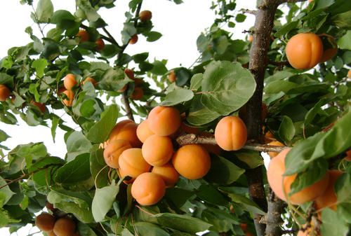 家里院子别光养月季花,种上3棵果树,添子添福,还能随手摘果子休闲区蓝鸢梦想 - Www.slyday.coM 家里院子别光养月季花,种上3棵果树,添子添福,还能随手摘果子休闲区蓝鸢梦想 - Www.slyday.coM