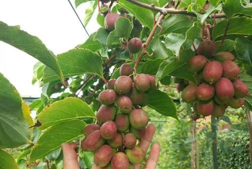 家里院子别光养月季花,种上3棵果树,添子添福,还能随手摘果子休闲区蓝鸢梦想 - Www.slyday.coM 家里院子别光养月季花,种上3棵果树,添子添福,还能随手摘果子休闲区蓝鸢梦想 - Www.slyday.coM