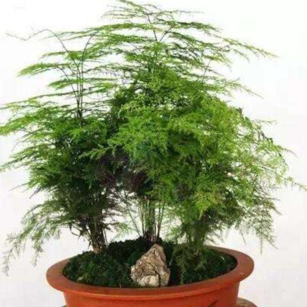 家里养的文竹4个细节不注意容易出现黄叶影响观赏效果