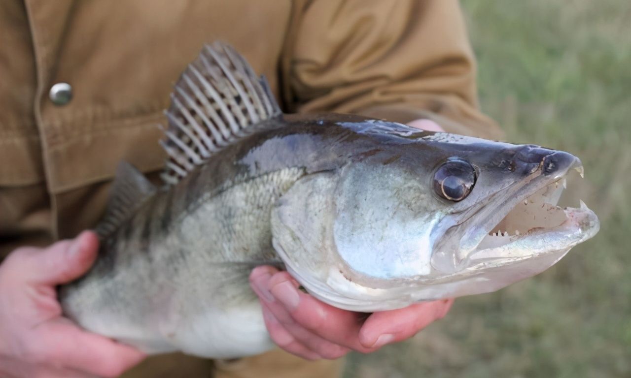 河南钓鱼人发现"新鱼种",活力十足吞钩猛,网友担心会"泛滥"|鱼种|梭鲈