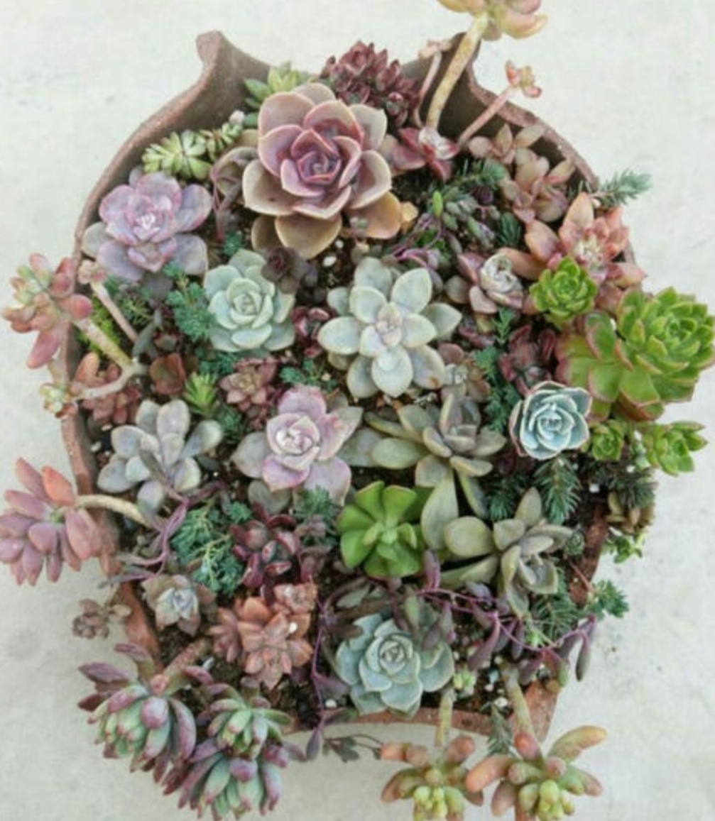 养多肉植物搭配这几种创意花盆观赏效果更好