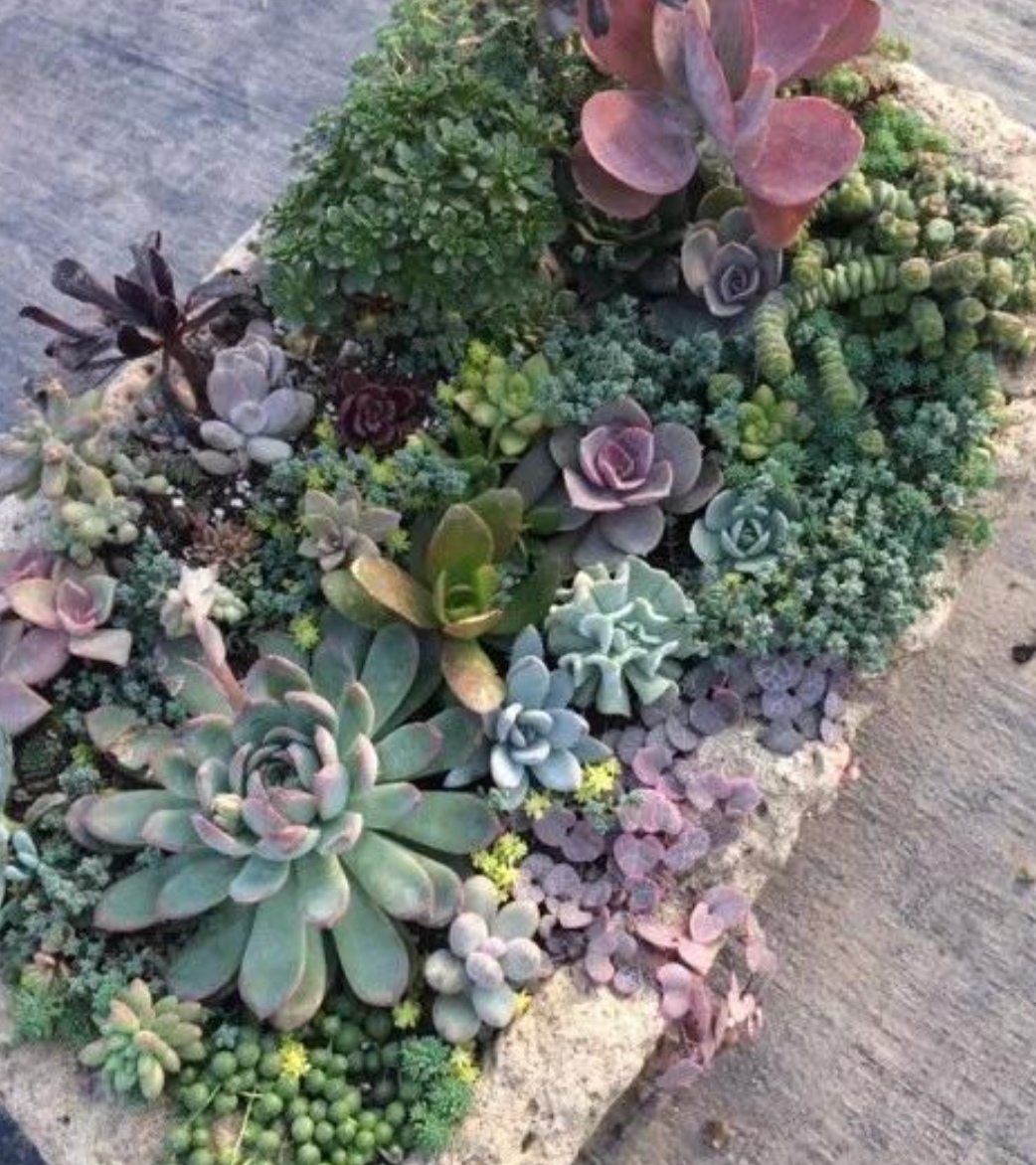 养多肉植物搭配这几种创意花盆观赏效果更好