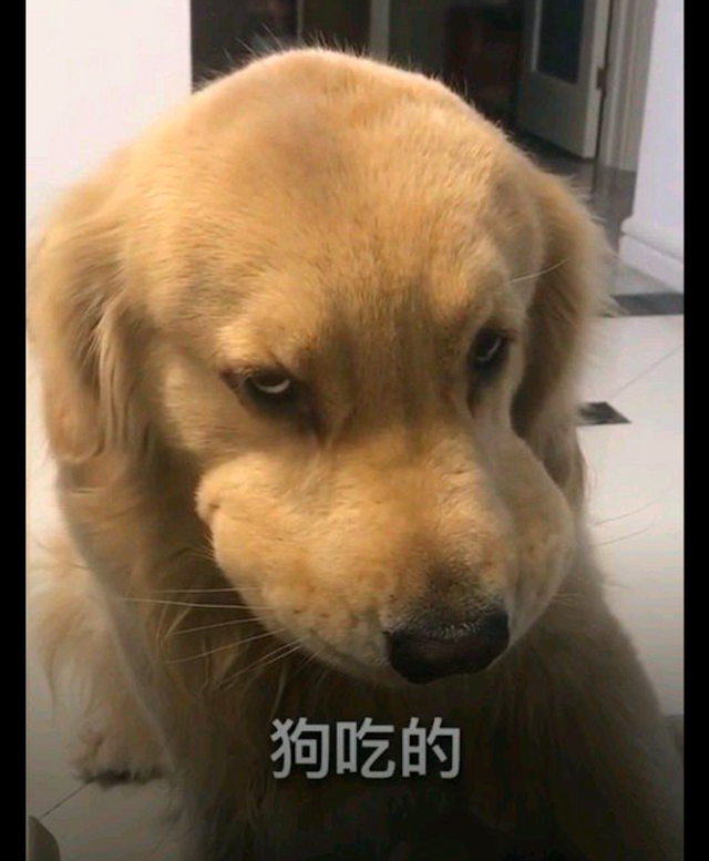 金毛偷吃了窝窝头,还想要嫁祸于玩具,你这鼓嘴的表情太高搞笑了|金毛