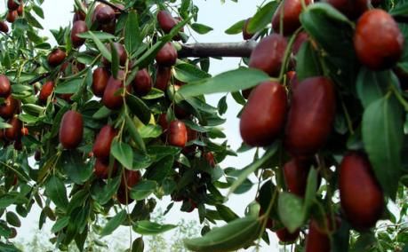 家里院子别光养月季花,种上3棵果树,添子添福,还能随手摘果子休闲区蓝鸢梦想 - Www.slyday.coM 家里院子别光养月季花,种上3棵果树,添子添福,还能随手摘果子休闲区蓝鸢梦想 - Www.slyday.coM