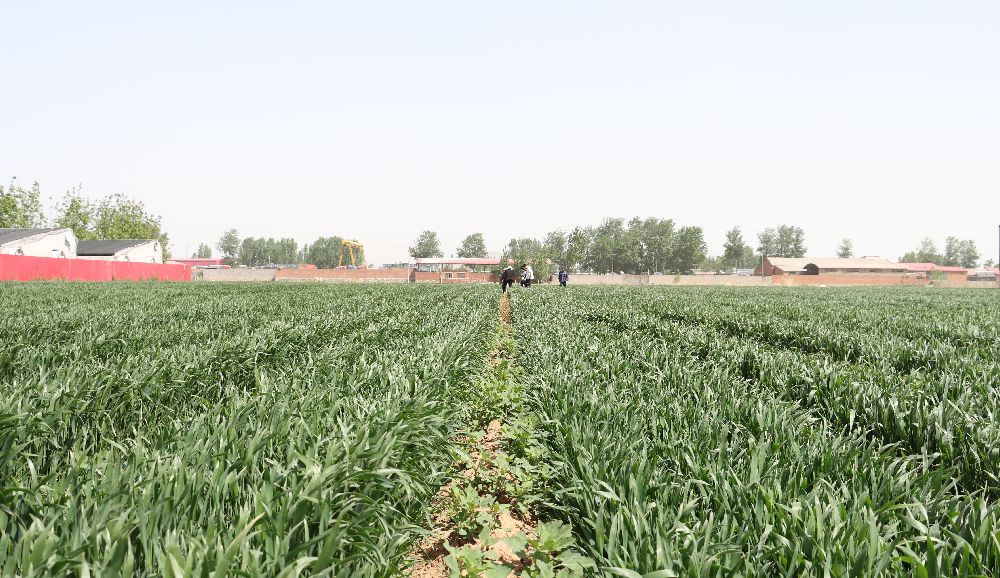 卢龙县小麦甘薯套种新模式