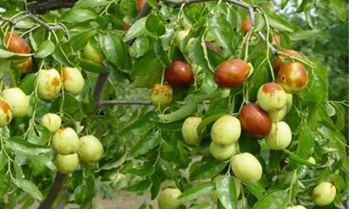 家里院子别光养月季花,种上3棵果树,添子添福,还能随手摘果子休闲区蓝鸢梦想 - Www.slyday.coM 家里院子别光养月季花,种上3棵果树,添子添福,还能随手摘果子休闲区蓝鸢梦想 - Www.slyday.coM