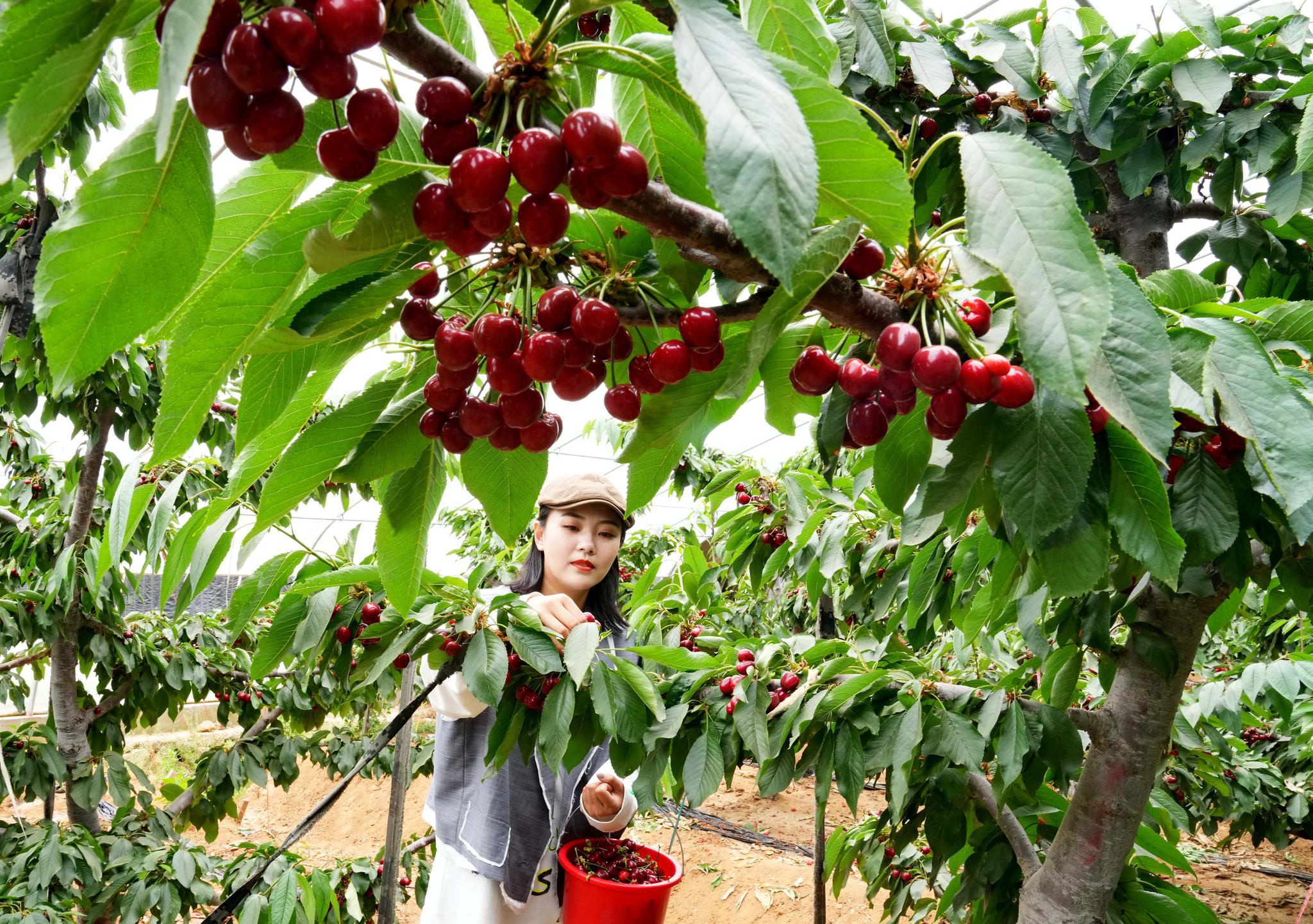 河北抚宁大棚樱桃采摘忙