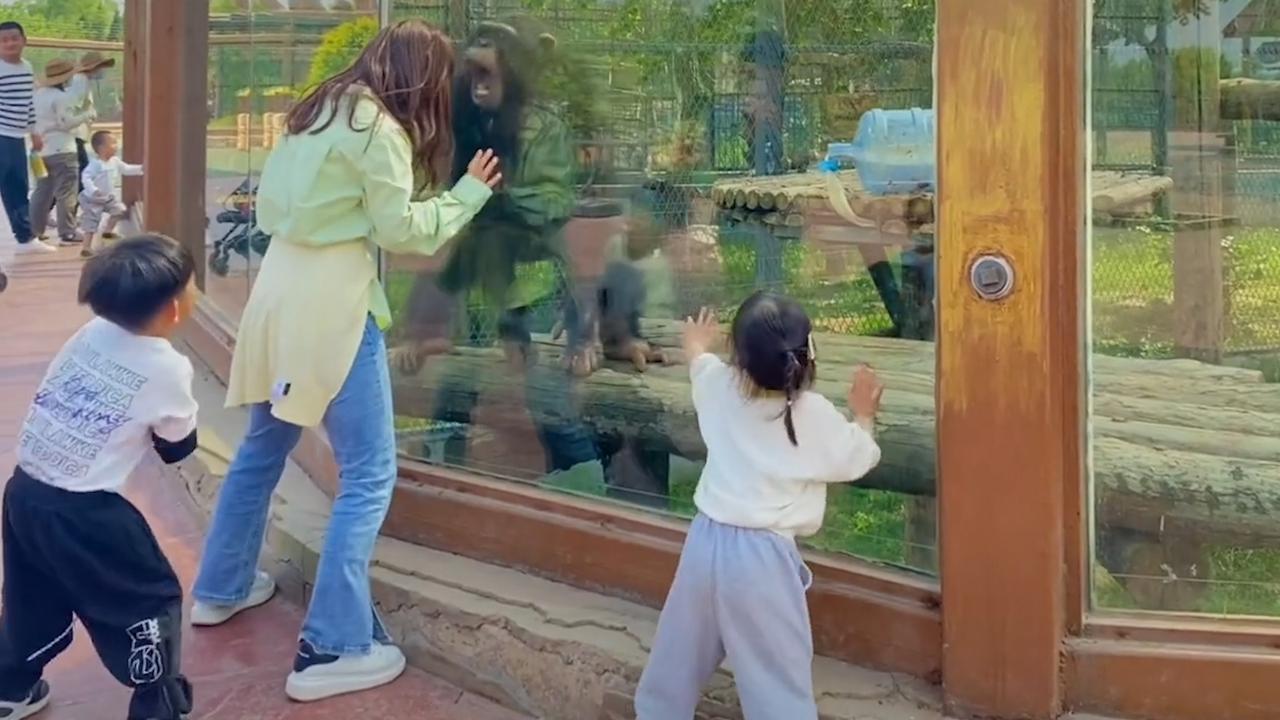 女子在动物园跳猩猩舞,不料被正版黑猩猩"教育",结局引人爆笑