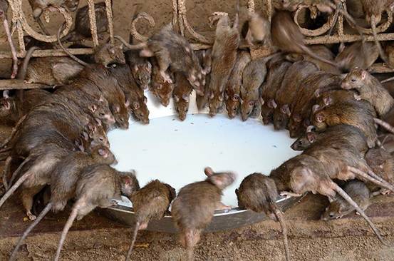 澳大利亚鼠灾严重老鼠猖狂到奴役猫它们路过的区域寸草不生