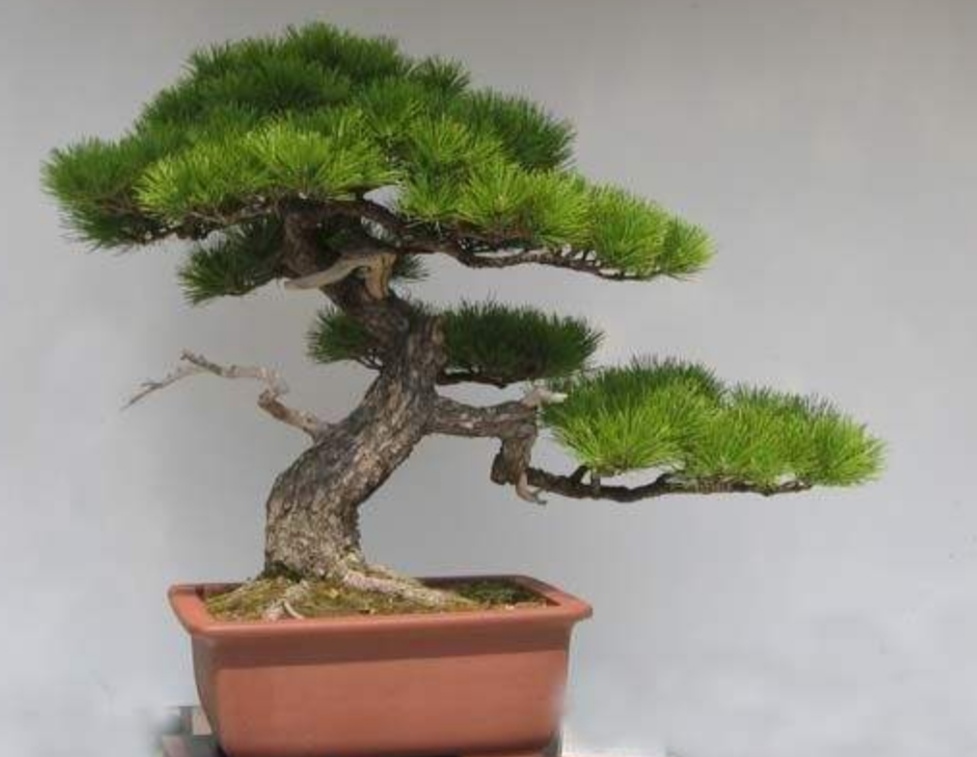 盆景不用买野外4种常见树桩做成盆景造型优美