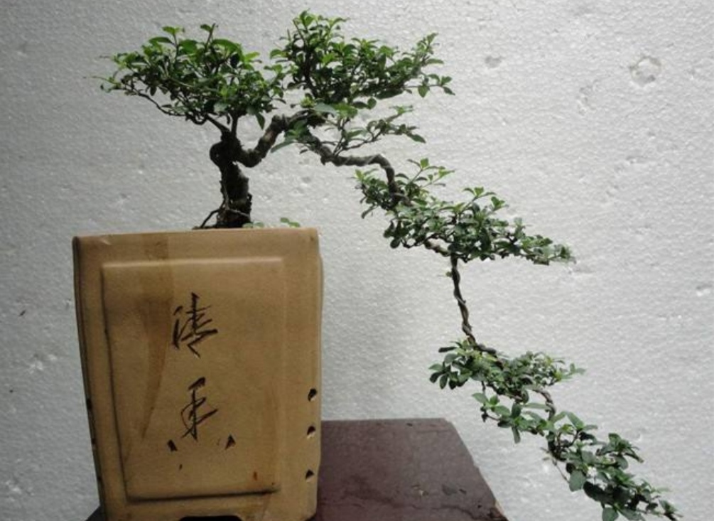 六月雪可根据不同树桩制作成提根式,附石式,直干式,斜干式,曲干式