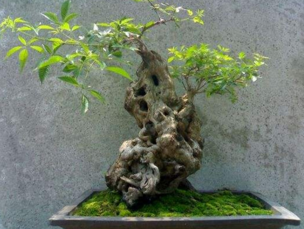 养棵黄荆经过这几个步骤培养成古朴苍劲的盆景