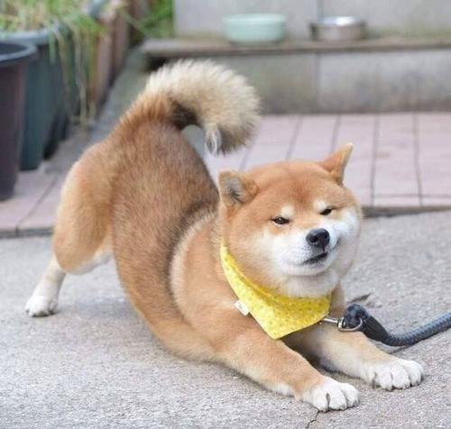 柴犬|耳朵|体型_新浪新闻