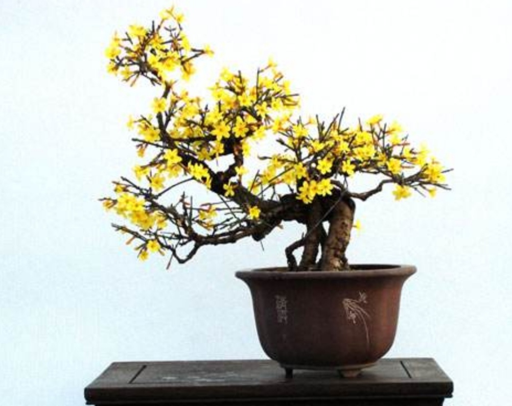 迎春花盆景,花期有4个"小技巧",能够延长观赏期!