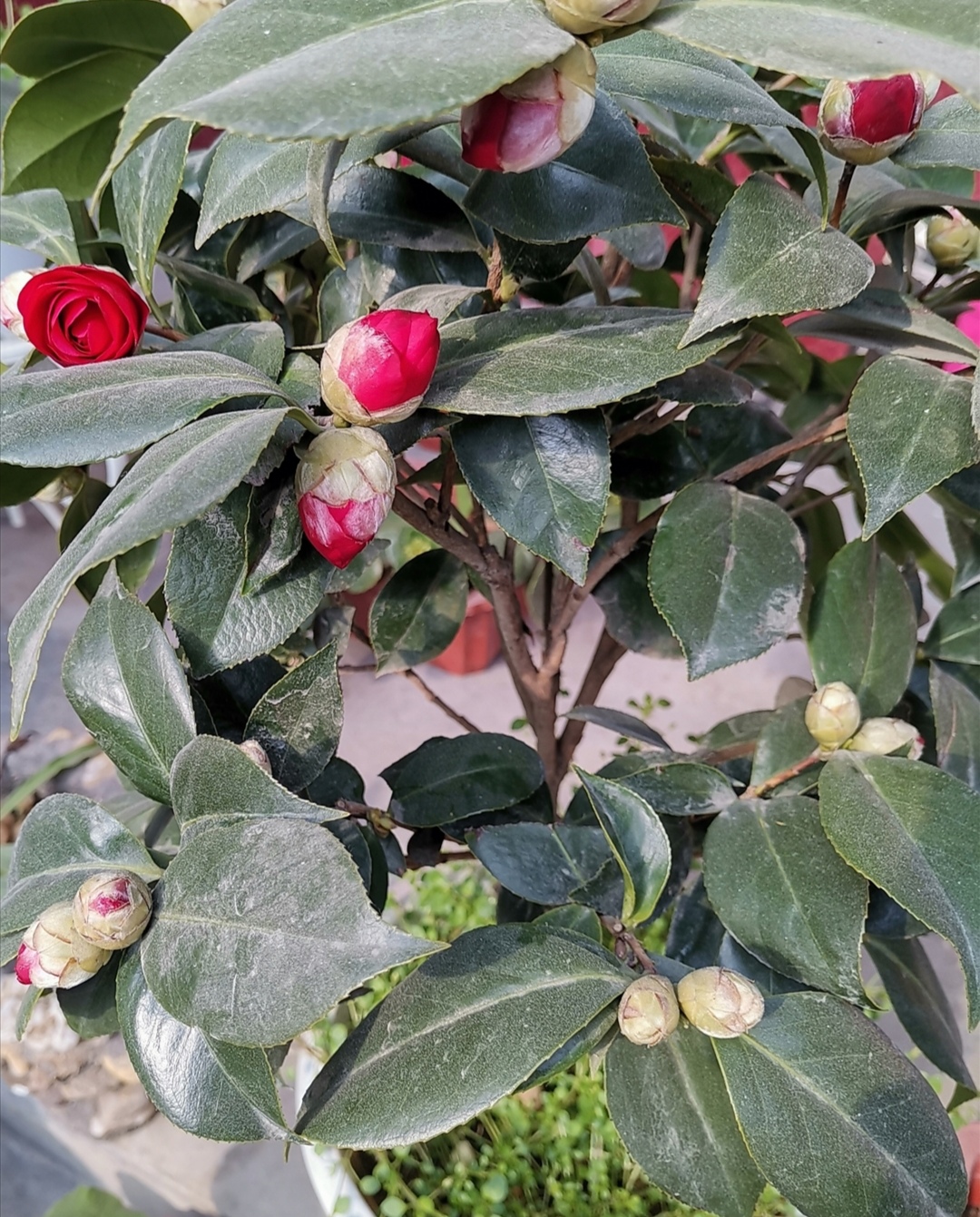 養茶花盆栽植株長勢瘦弱做好3個方面長得枝繁葉茂