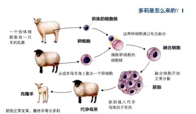 恐龙为什么不能克隆复活 克隆灭绝动物难题