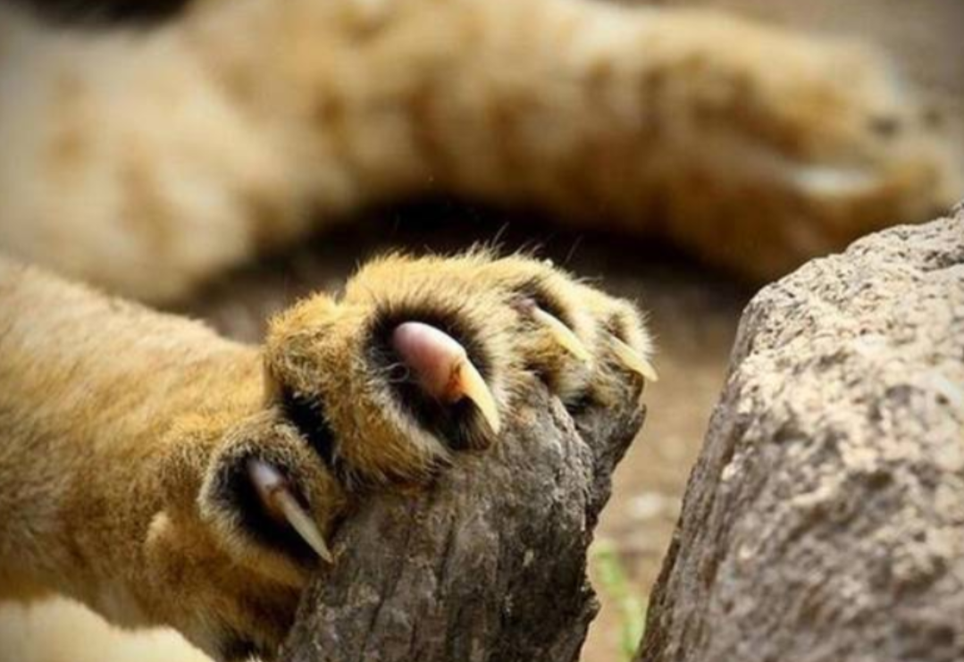 东北虎完达山1号放归野外但消息又被删除了到底该不该放归