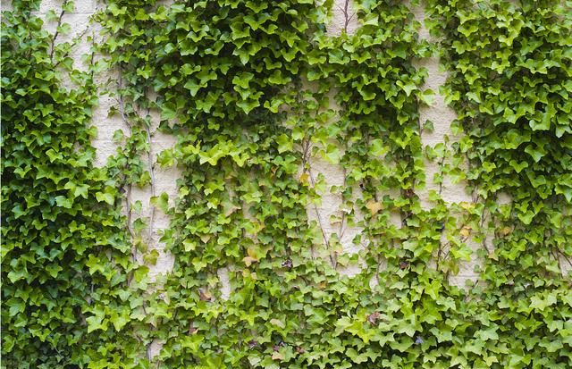 爬墙植物大集合,让你的庭院瞬间高大上|植物|藤本月季|吊兰_新浪新闻