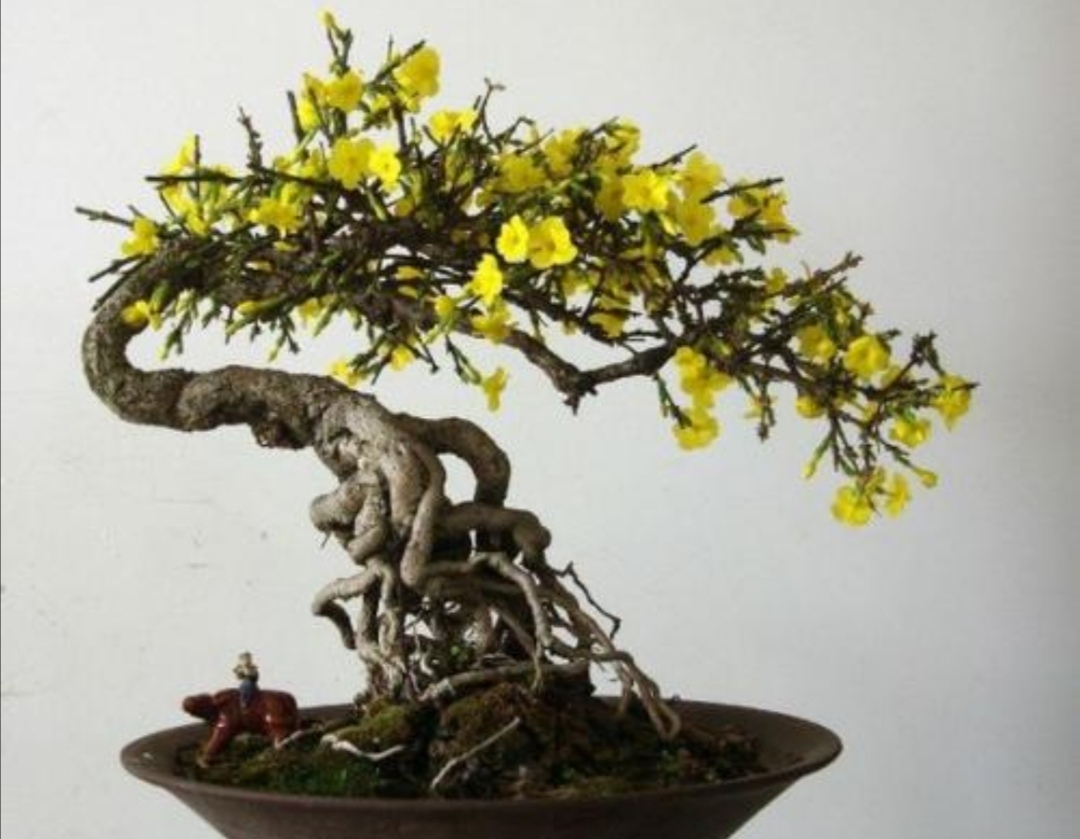 迎春花盆景,花期有4个"小技巧",能够延长观赏期!