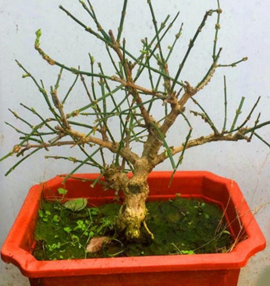 迎春盆景开完花后养护也关键做好这件事才能长得壮