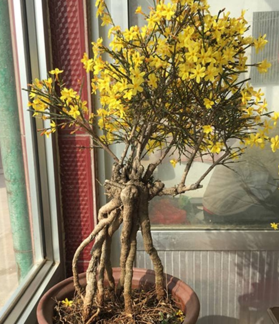 迎春花盆景,花期有4个"小技巧",能够延长观赏期!