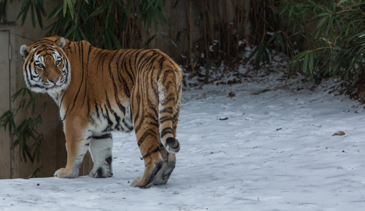 东北虎完达山1号放归野外但消息又被删除了到底该不该放归