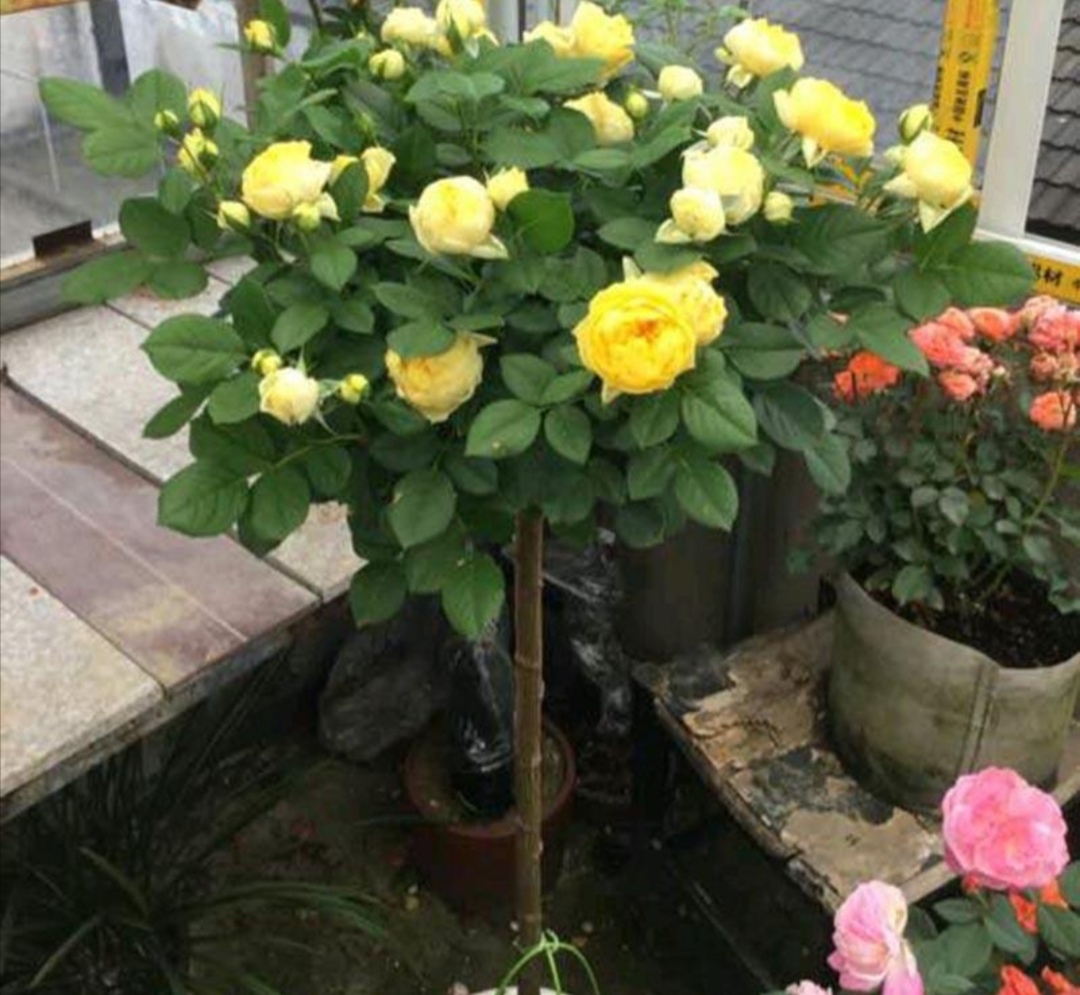 2,月季常用的嫁接树桩有红叶李,桃树,樱桃树,毛桃树,海棠树,火棘等