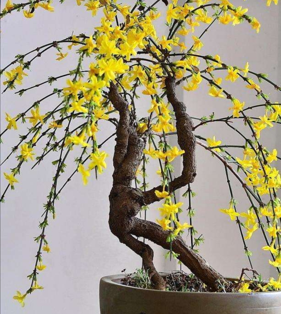 迎春盆景开完花后养护也关键做好这件事才能长得壮