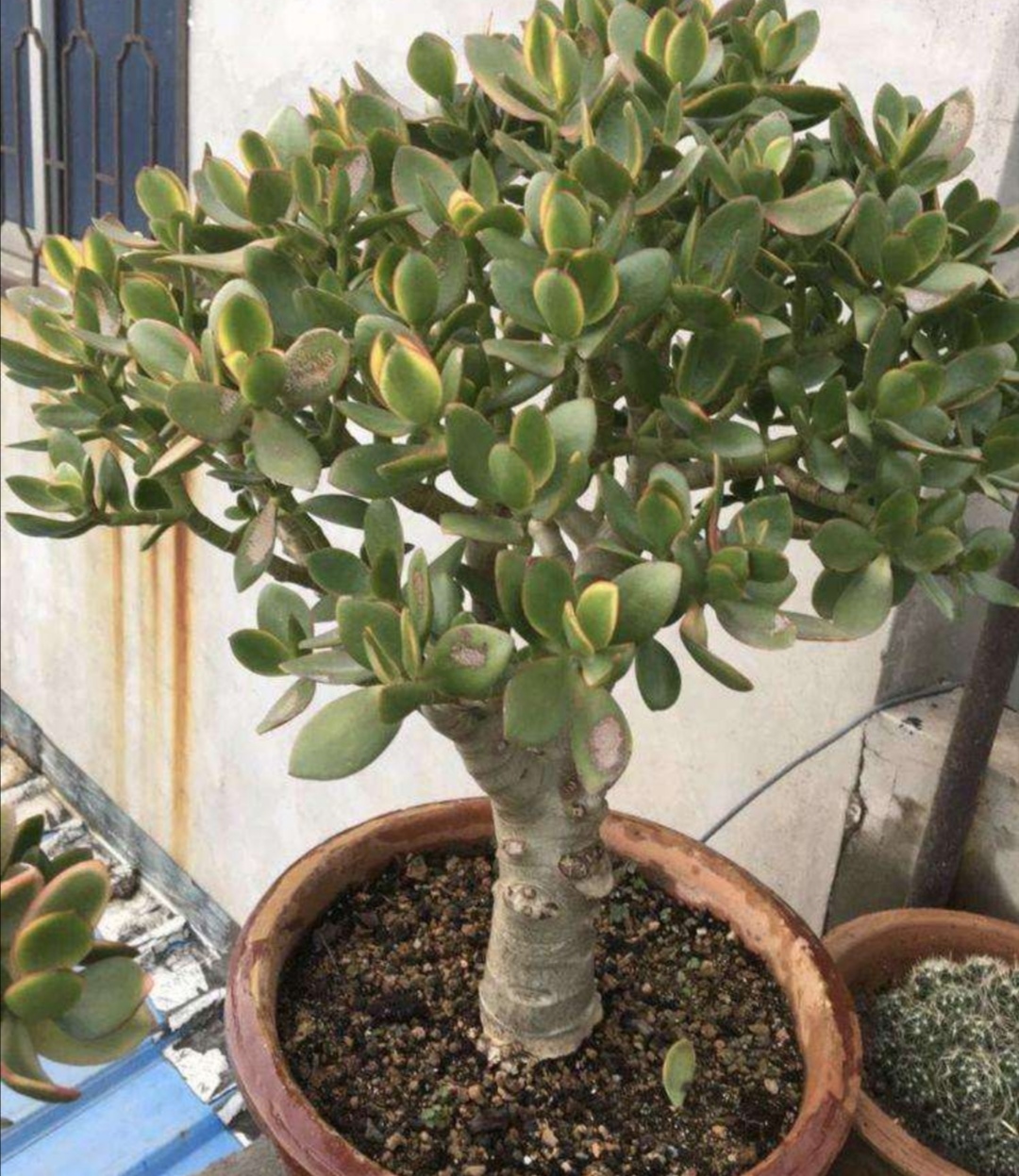 养玉树掌握几个简单的方法很快长成古朴老桩盆景