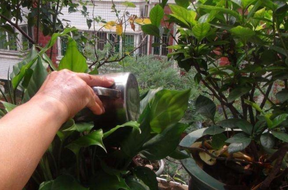 像杜鹃,栀子,茶花等,为防止盆土板结,叶子发黄,可以在浇水时,滴入少于