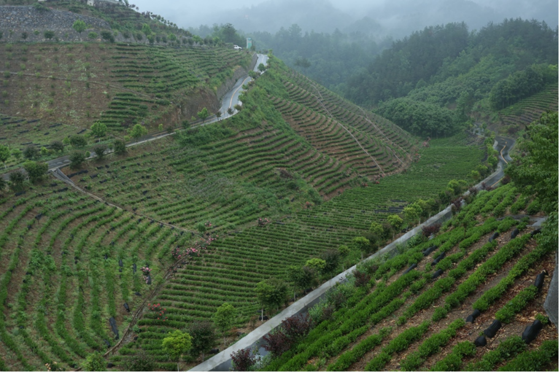 陕西商南三代茶人接力创出北纬33奇迹