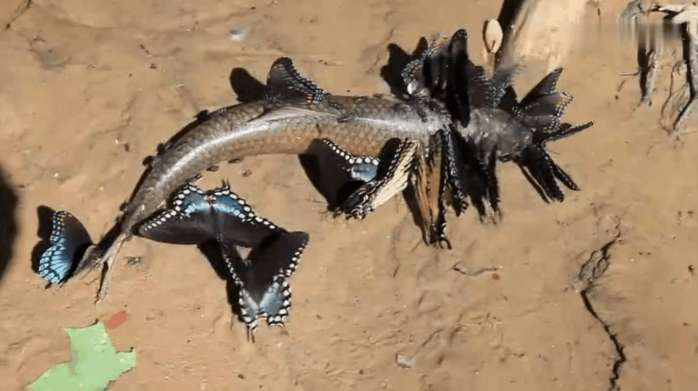 男子野外游玩发现一群食肉蝴蝶众人见到的吓的纷纷避开