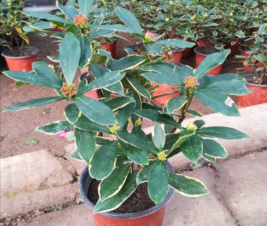 养金边瑞香花苞迟迟不开做好这几点满足飘香