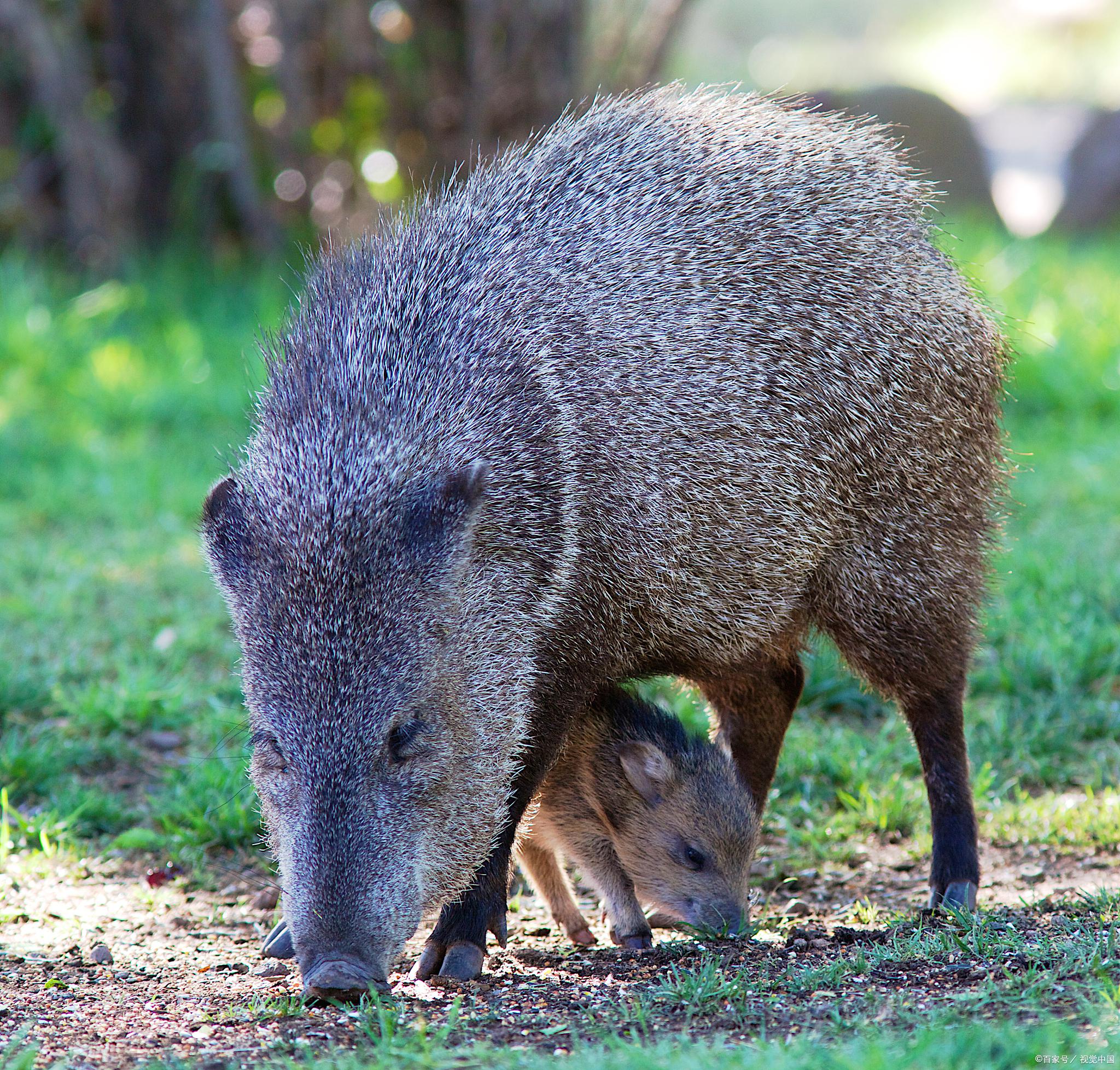 新浪汽车>汽车看点>自媒体>正文>在我们大多数人的印象中,野猪应该是