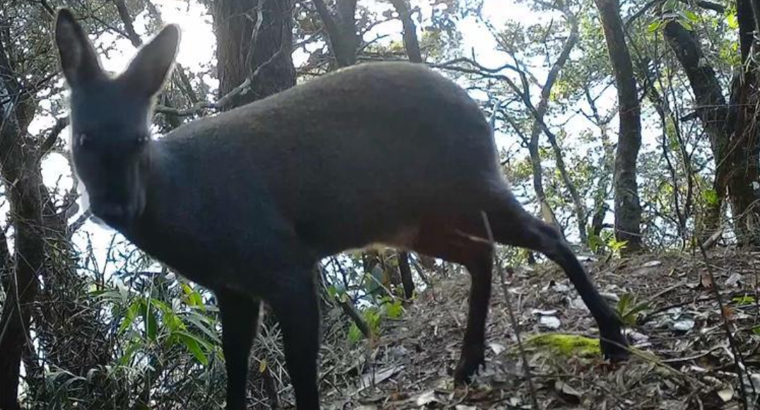近50年来第1次湖南莽山首次发现濒危野生林麝为何这么稀缺