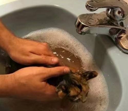 男子收养一只流浪小奶猫，带回家洗完澡后，把家人萌翻了！休闲区蓝鸢梦想 - Www.slyday.coM