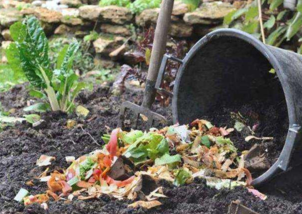 养花不用买花肥厨房这垃圾就是很好的有机肥养啥花都旺