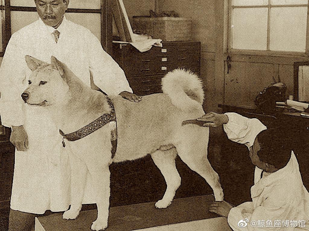 忠犬八公的最后岁月资料google