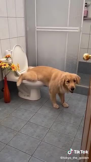 学会用马桶的狗狗哈哈哈哈哈这姿势是真的很傻诶