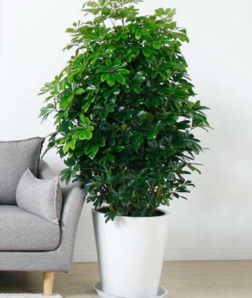 室内空气干燥养盆鹅掌柴枝叶优美观赏性强