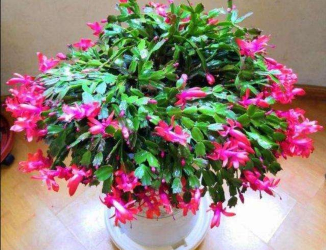 养长寿花蟹爪兰马上用2种方法促蕾